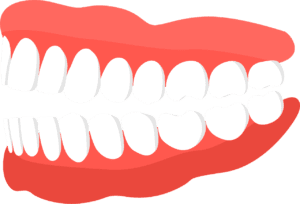 Relations organes & dents